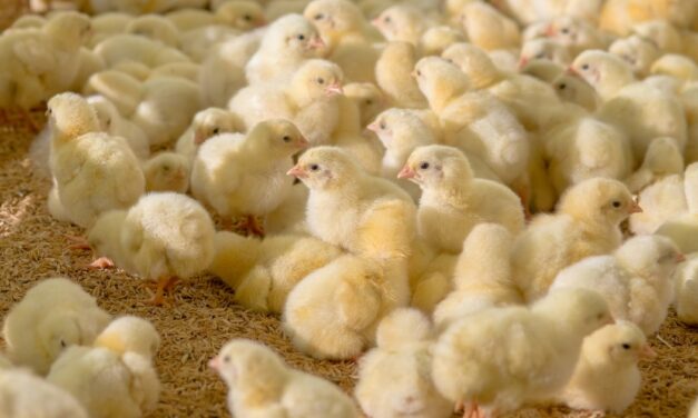 Alemania prohibirá la práctica de matar pollos machos recién nacidos